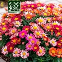 Семена   Астра Матсумото Дебют, смесь окрасок , 0,2г