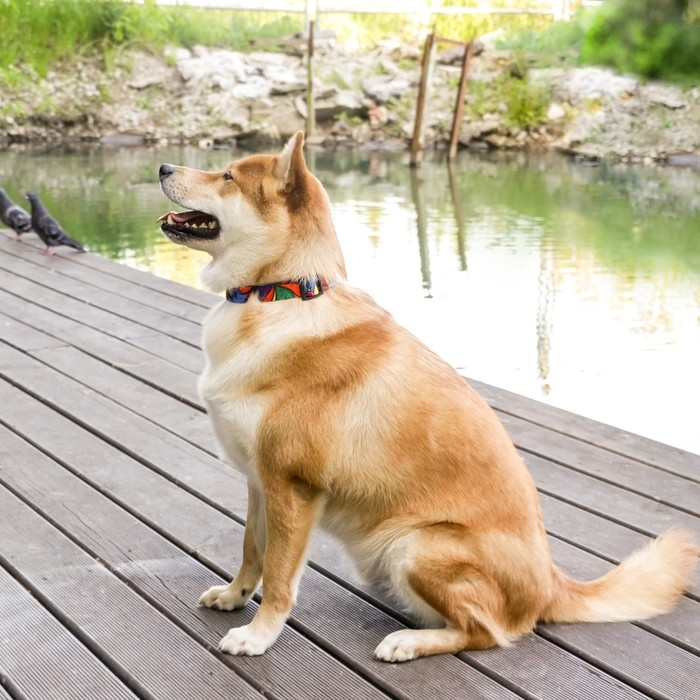 Ошейник &laquo;Невозможно слиться с улицей&raquo;, застёжка - фастекс, 2.5 см, 40-55 см