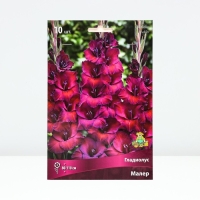 Гладиолус крупноцветковый &laquo;Малер&raquo;, луковица цветов в пакет с перфорацией, р-р 10/12, 10 шт.