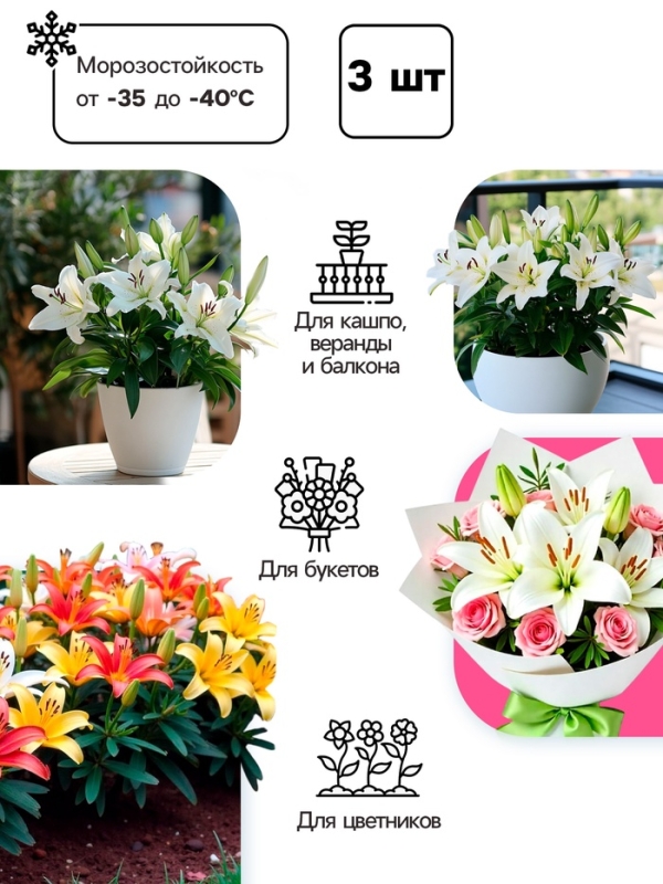 Лилия Азиатская Кашпо Happy Ice, рлуковица в пакете с перфорацией, -р 12/14, 2 шт.