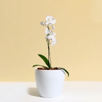 Горшок для цветов, d = 17 см, 2,7 л, пластик, белый