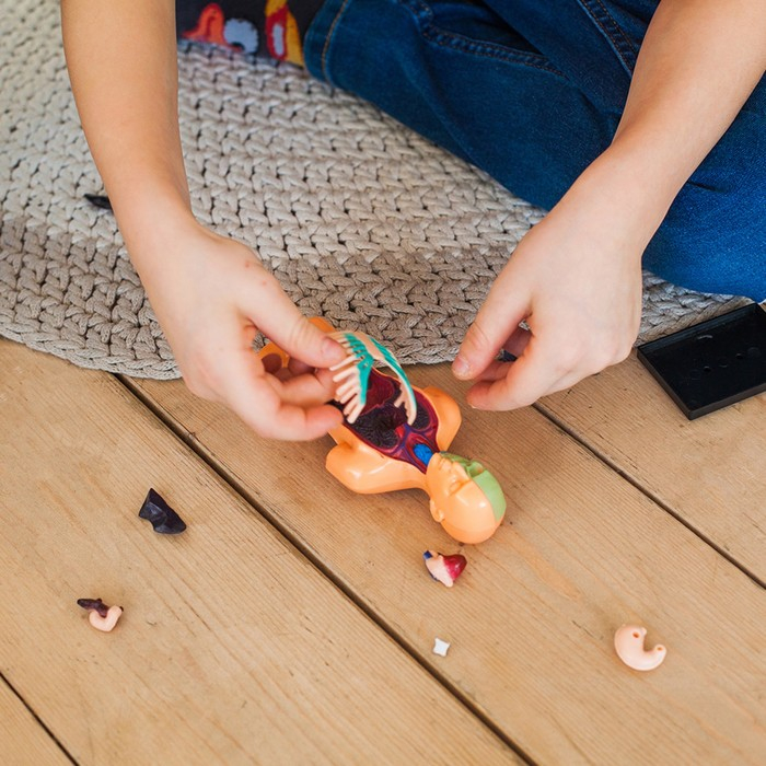 Набор для опытов &laquo;Анатомия человека&raquo;