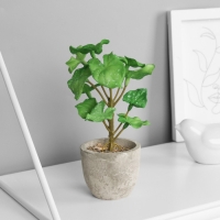 Бонсай в горшке "Филодендрон селло элит" (мягкий лист) 14х6 см, микс