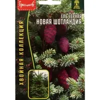 Семена цветов Ель Новая Шотландия чёрная (Nova Scotia) 20 шт. / НОВИНКА  12.29 г.
