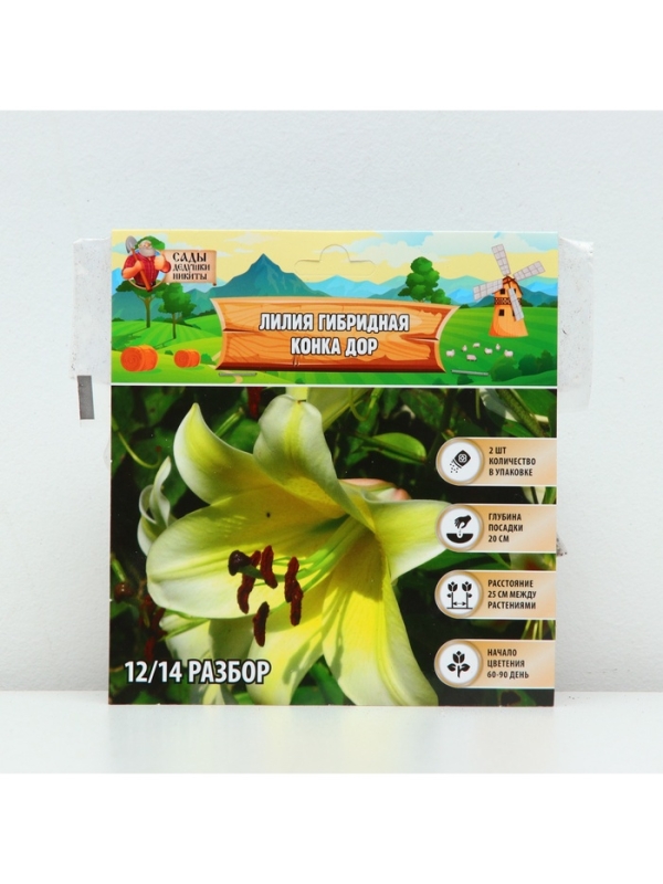 Лилия гибридная &laquo;Конка Дор&raquo;, луковица в пакете с перфорацией, р-р 14/16, 2 шт.