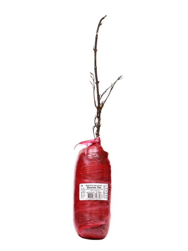 Вейгела цветущая Люкс &laquo;Винтаж Лав&raquo;, саженец, туба, 1 шт.