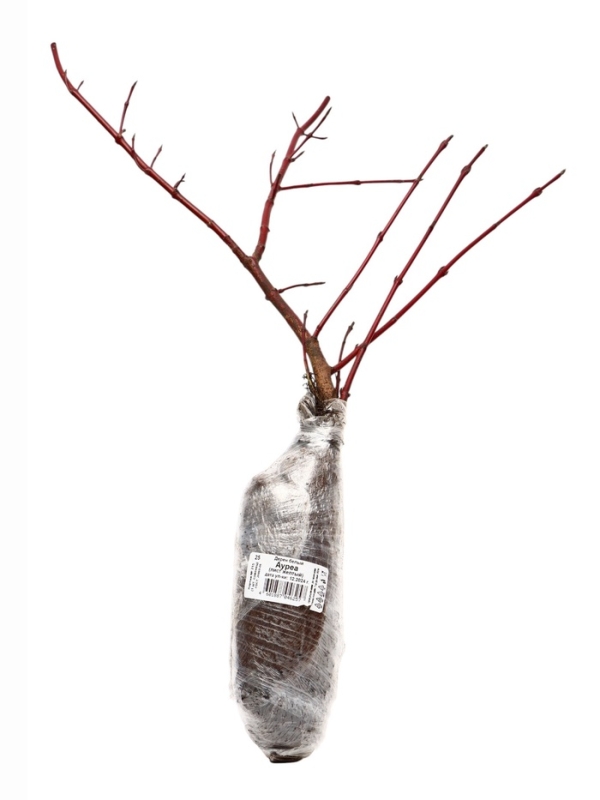 Дерен белый &laquo;Ауреа&raquo;, саженец, декоративный, 1 шт., туба