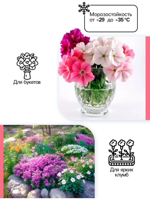 Флокс метельчтый Rembrandt корневище в пакете с торфогрунтом, р-р II, 2 шт.