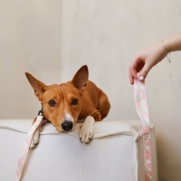 Набор &laquo;Ромбы&raquo;, застёжка - фастекс, поводок 2 м и ошейник 28-46 см