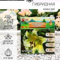 Лилия гибридная &laquo;Конка Дор&raquo;, луковица в пакете с перфорацией, р-р 14/16, 2 шт.