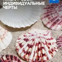 Набор ракушек, "Гребешок пуксидатус", размер 4 - 6 см, 100 г