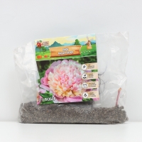 Пион Madame Calot, корневище в пакете с торфогрунтом, р-р 2/3, 1 шт.