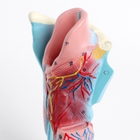 Макет "Гортань человека" разборная 20см Макет "Гортань человека" разборная 20см