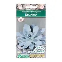 Семена Эхеверия Пеакоцкого "Десмета",  5 шт