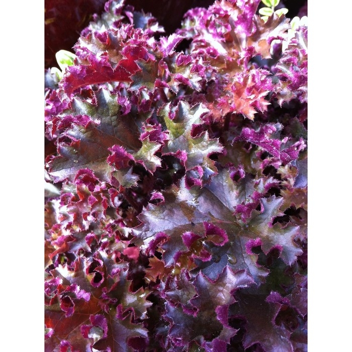 Гейхера (Хеухера) гибридная Кримсон Кёрлс, корневище в пакете с торфогрунтом, р-р I, 1 шт.