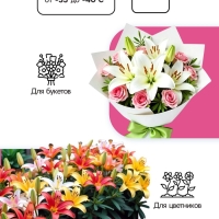 Лилия Махровая Flore Pleno, луковица в пакете с перфорацией, р-р 12/14, 2 шт.