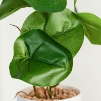 Бонсай в горшке &laquo;Антуриум галант&raquo; 7,5х20 см