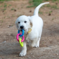 Игрушка жевательная "Всегда вместе!", TPR, 3 кольца по 8 см, сине/розово/жёлтая