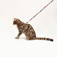 Комплект амуниции двухслойный, S, поводок 120х1 см,ОШ 24-38 ОГ 29-41 см, разноцветные полосы   96837