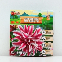 Лилия Восточная «Дабл Мэджик Стар», луковица в пакете с перфорацией, р-р 12/14, 3 шт. Лилия Восточная «Дабл Мэджик Стар», луковица в пакете с перфорацией, р-р 12/14, 3 шт.