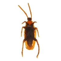 Прикол «Таракан», набор 12 шт. Прикол «Таракан», набор 12 шт.