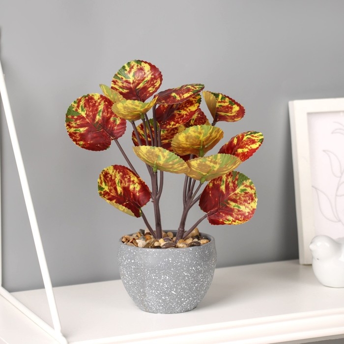 Бонсай в горшке Бонсай в горшке "Колеус премиум" 22х9 см, микс