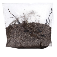 Флокс "Юник Пеппл" р-р I, 2 шт, Весна 2025, ЭКОНОМ,