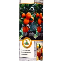 Цитрус "Лайм Рангпур", туба, 1 шт, Весна 2025