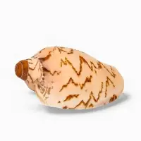 Ракушка декоративная, 6-7 см