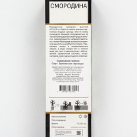 Смородина черная &laquo;Орловская серенада &raquo;, перспективные сорта, саженец, 1 шт., туба