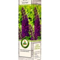 Буддлея Давида &laquo;Блэк Найт&raquo;, саженец, туба, 1 шт.