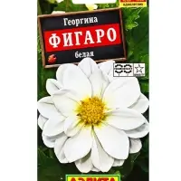 Семена цветов Георгина Фигаро махровая белая , Ц/П,7 шт.
