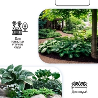 Хоста Undulata Univittata, корневище в пакете с торфогрунтом, р-р I, размер M,1 шт.