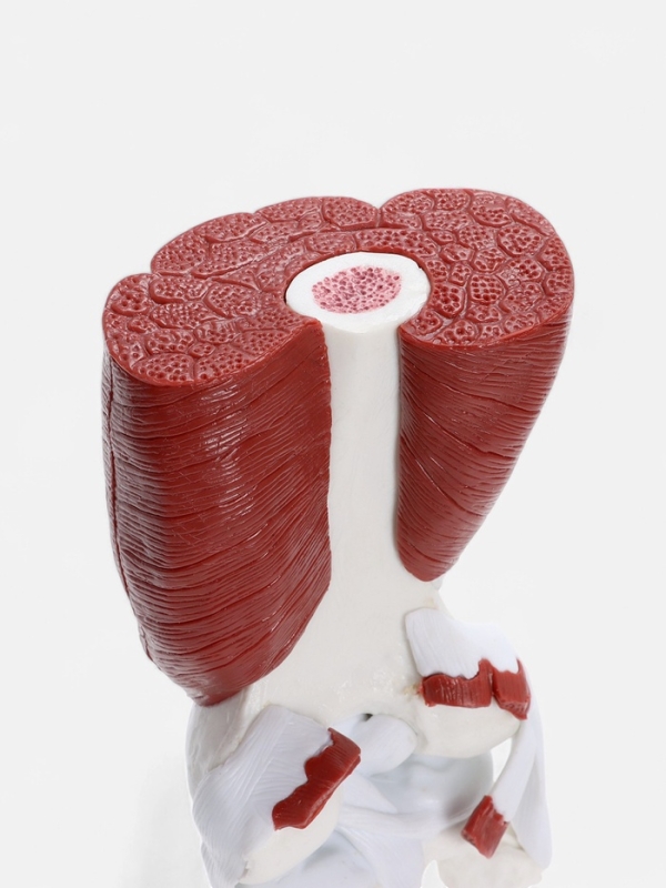 Макет "Коленный сустав с мышечной тканью и связками" 23*13см