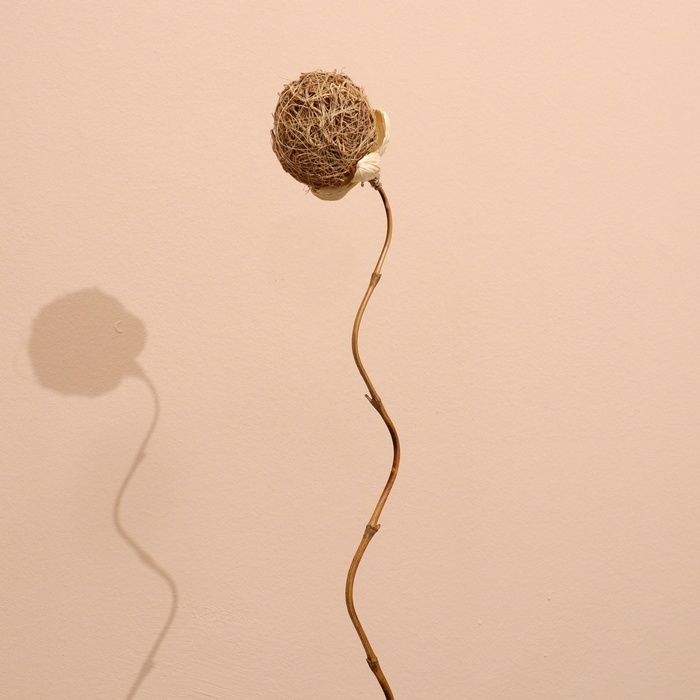 Сухоцвет 150 см натуральный Сухоцвет 150 см натуральный