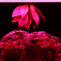 Фитосветильник светодиодный, 14 Вт, 872 мм, IP20, сине-красный спектр, фиолетовый, FITO-14W-Т5-N, &laquo;ЭРА&raquo;