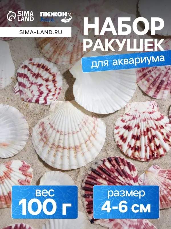 Набор ракушек, "Гребешок пуксидатус", размер 4 - 6 см, 100 г