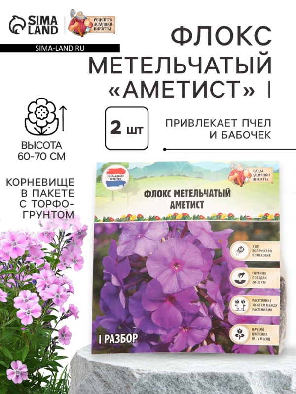 Флокс метельчатый &laquo;Аметист&raquo;, корневище в пакете с торфогрунтом, р-р I, 2 шт.