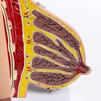 Макет "Женская грудь в разрезе" 18*13*13см Макет "Женская грудь в разрезе" 18*13*13см