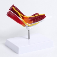 Макет "Локтевой сустав с мышечной тканью и связками" 21см Макет "Локтевой сустав с мышечной тканью и связками" 21см