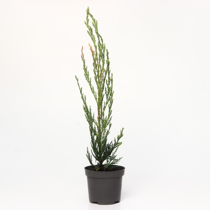 Можжевельник скальный "Скайрокет", Р9, 1шт, h 3-20 см, Осень 2024