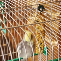 Зерновые палочки "Пижон" для птиц, с фруктами, 2 шт, 90 г