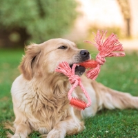 Игрушка канатная с жевательными элементами "Зубочистка", 45 см, микс цветов Игрушка канатная с жевательными элементами "Зубочистка", 45 см, микс цветов