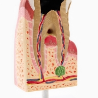 Макет "Строение зуба в разрезе" 13*6см Макет "Строение зуба в разрезе" 13*6см