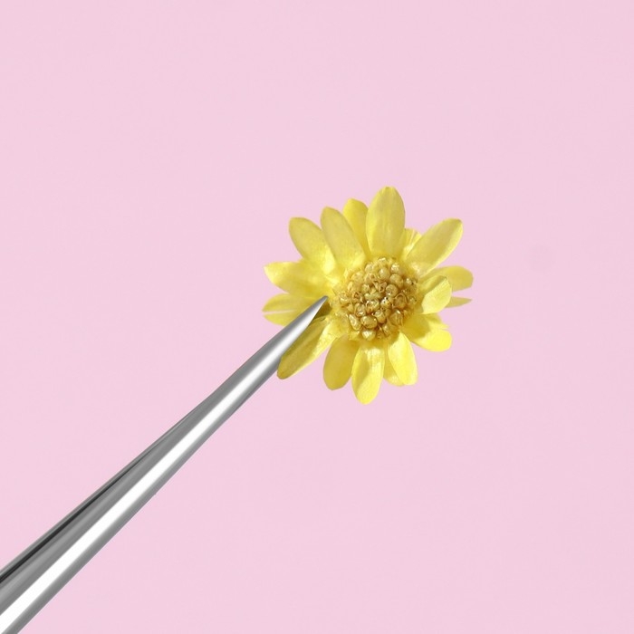 Сухоцветы для декора ногтей «Ромашки», объёмные, 12 видов, в футляре, разноцветные Сухоцветы для декора ногтей «Ромашки», объёмные, 12 видов, в футляре, разноцветные