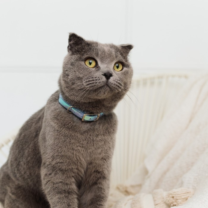 Ошейник для собак и кошек с фастексом &laquo;Неон&raquo;, 30 х 1 см