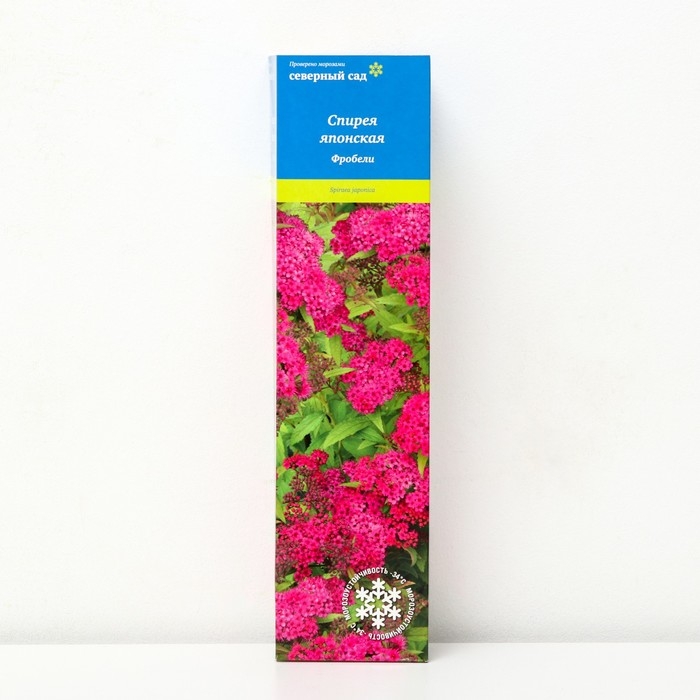Спирея японская (Серия Северный сад) "Фробели" 1 шт, туба, Весна 2025