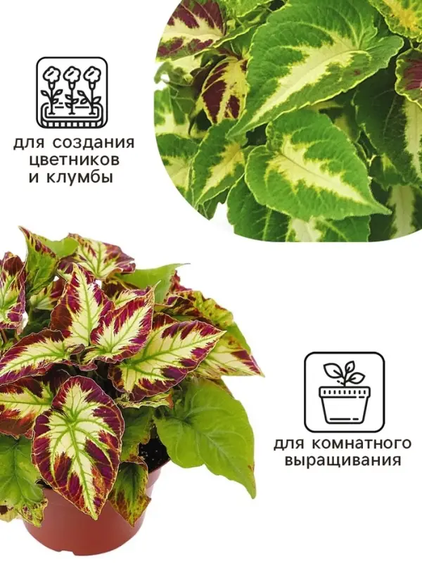 Семена цветов Колеус Визард Мозаик, 10шт