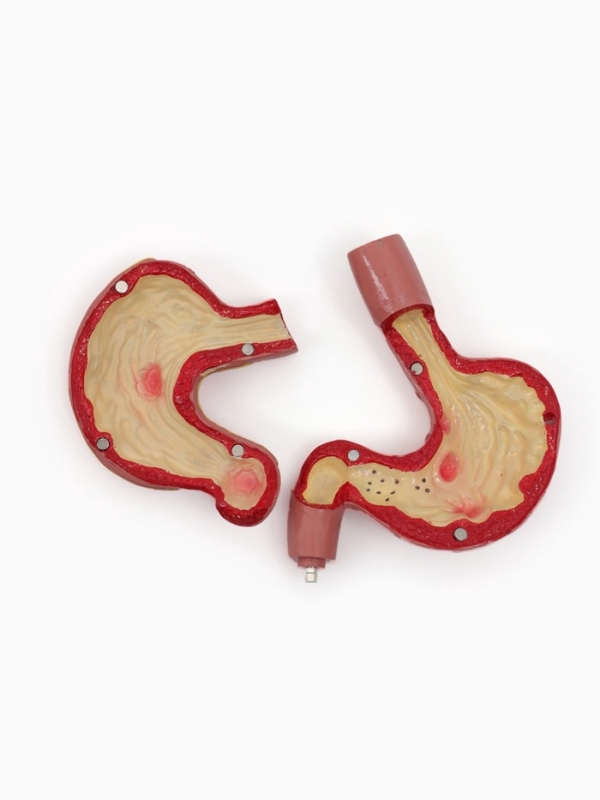 Макет "Кишечник человека" 25*14 см