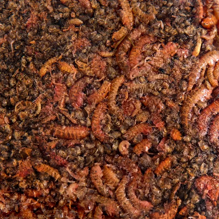 Корм для рыб Barrom &laquo;Рачки&raquo; (дафния/гаммарус), 15 г